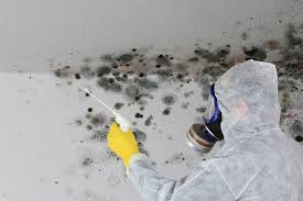 Why You Should Choose Our Mold Remediation Services in Puyallup, WA